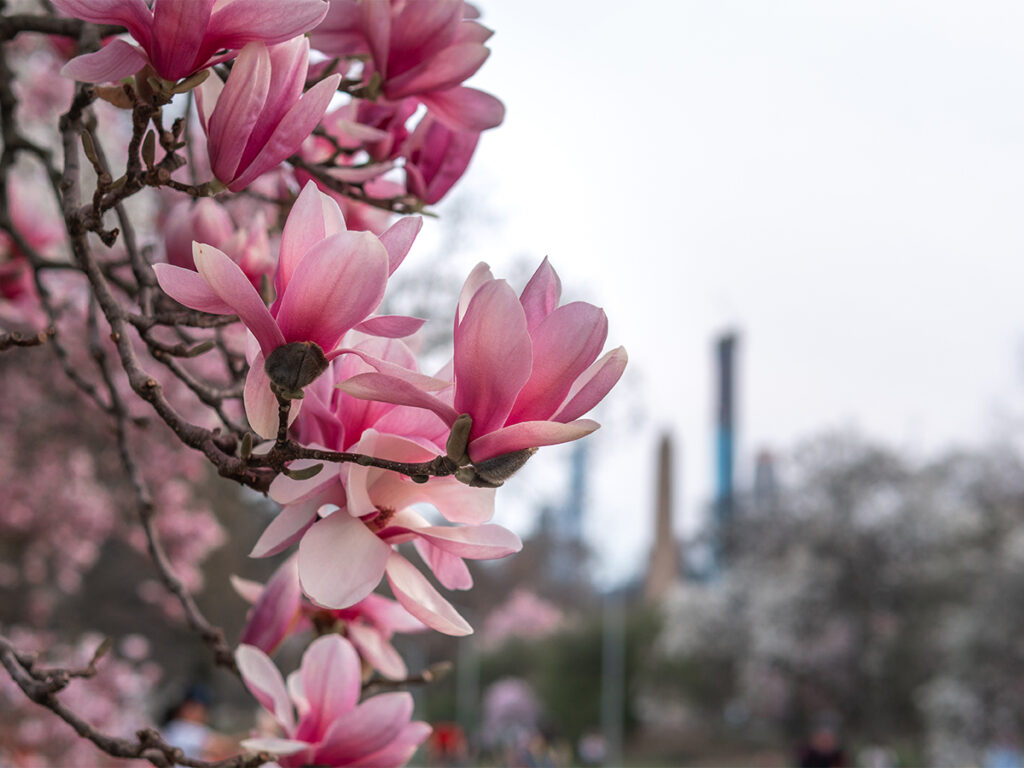 Magnolias are the first to bloom in New York City.