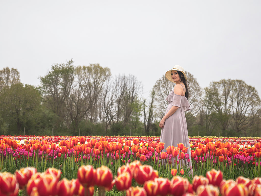 Holland Ridge Farms has 8 million tulips planted in their Tulip Fields.