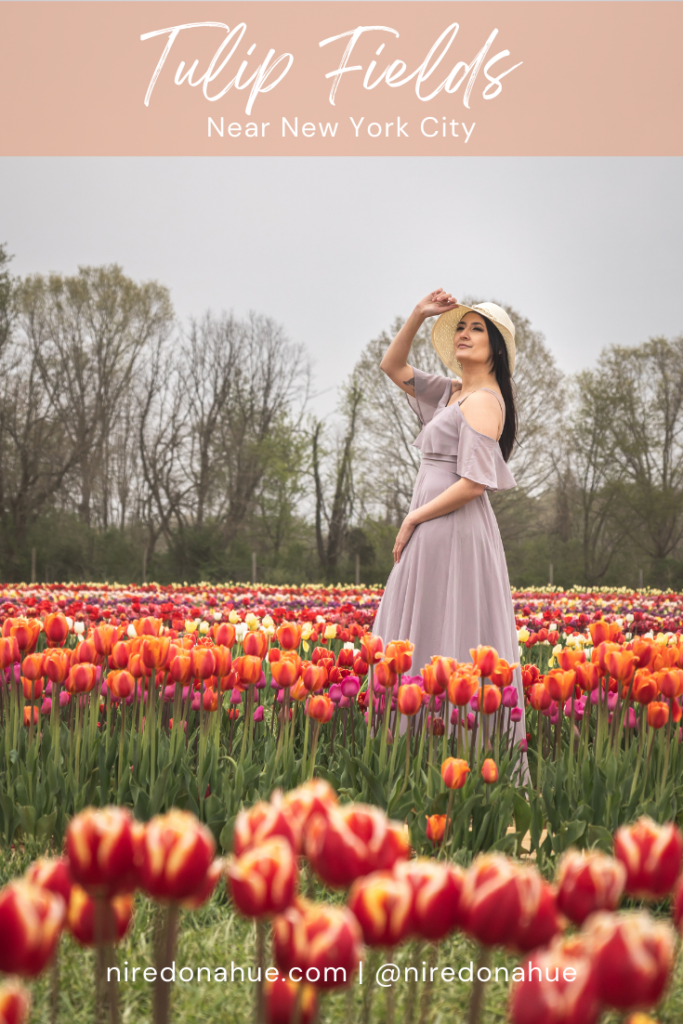 Pinterest pin of Erin Donahue blog post of tulip farms in NJ.