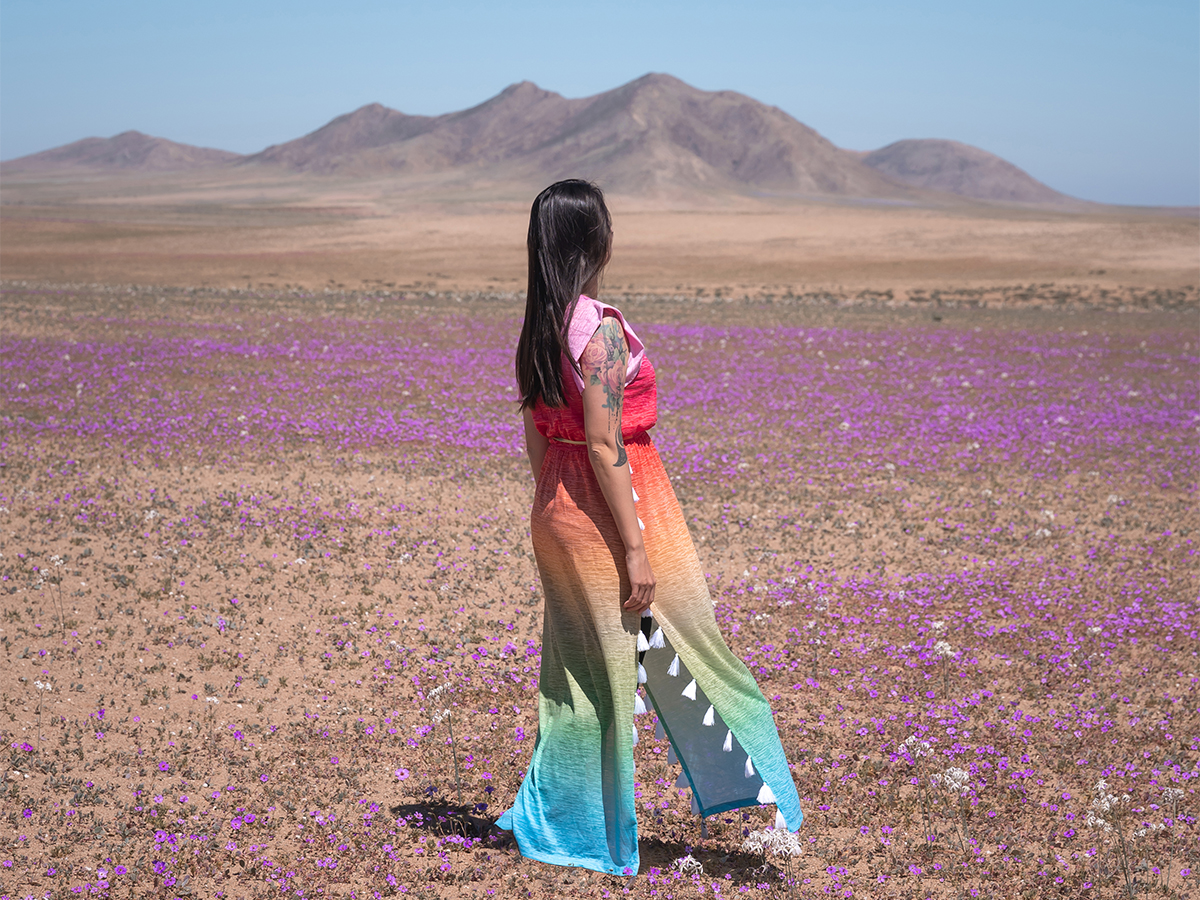 The desert bloom in Chile's Atacama Desert is a rare phenomenon that only happens once every five to seven years.