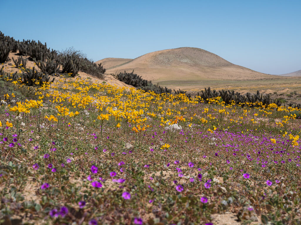 Yellow and purple wildflowers during the Chile Atacama Desert bloom, desierto florido.