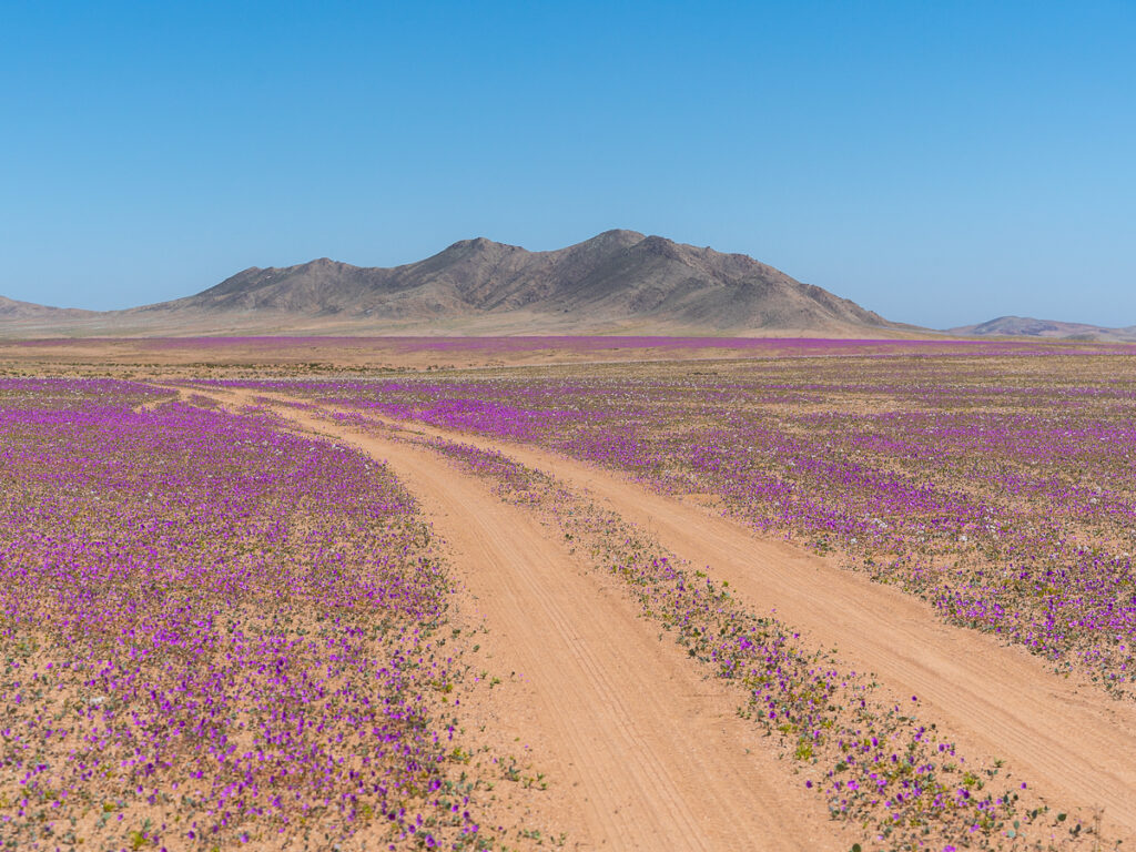 Dirt road cutting through purple wildflowers during the Chile Atacama Desert bloom.