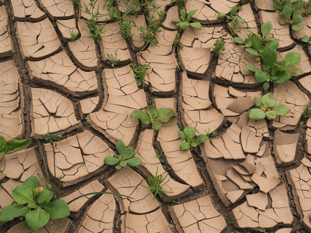 Cracked desert soil with new sprouts emerging during the Chile Atacama Desert bloom.