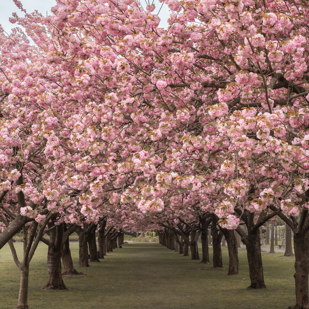 Brooklyn Botanic Garden is one of the best places to see cherry blossoms in NYC.