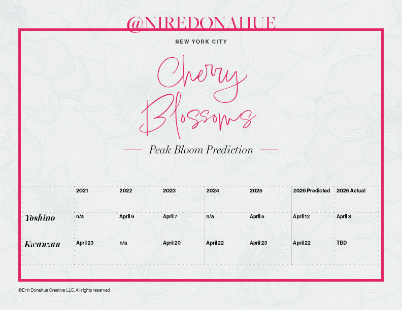 Peak bloom prediction tracker and actual results for cherry blossoms in NYC made by Niredonahue.