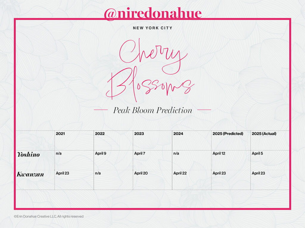 My peak bloom prediction and actual results for cherry blossoms in NYC.