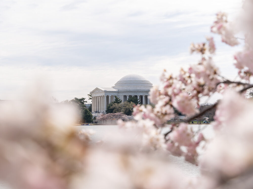 The Jefferson Memorial in Washington D.C. is framed by beautiful pale pink and white cherry blossoms at Tidal Basin.