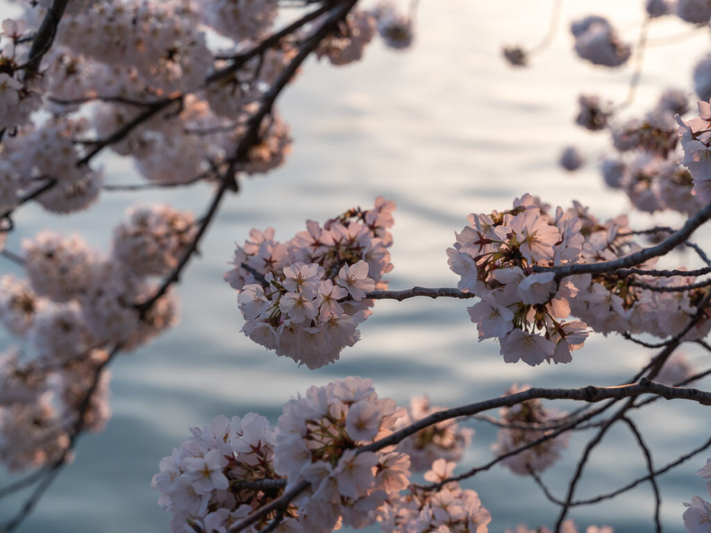 Washington D.C cherry blossoms at Tidal Basin glow in golden hour light during sunset.