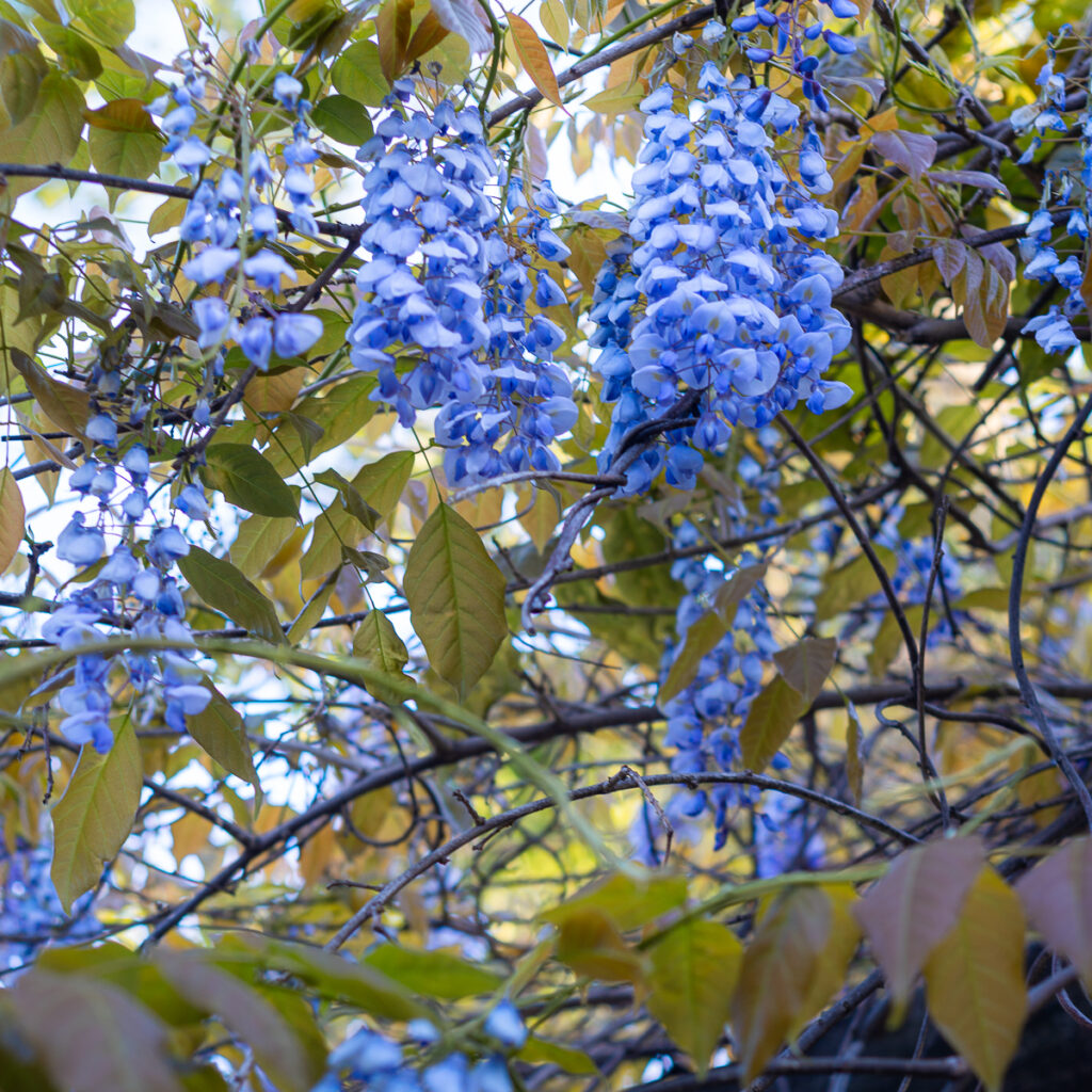 Closeup of wisteria.