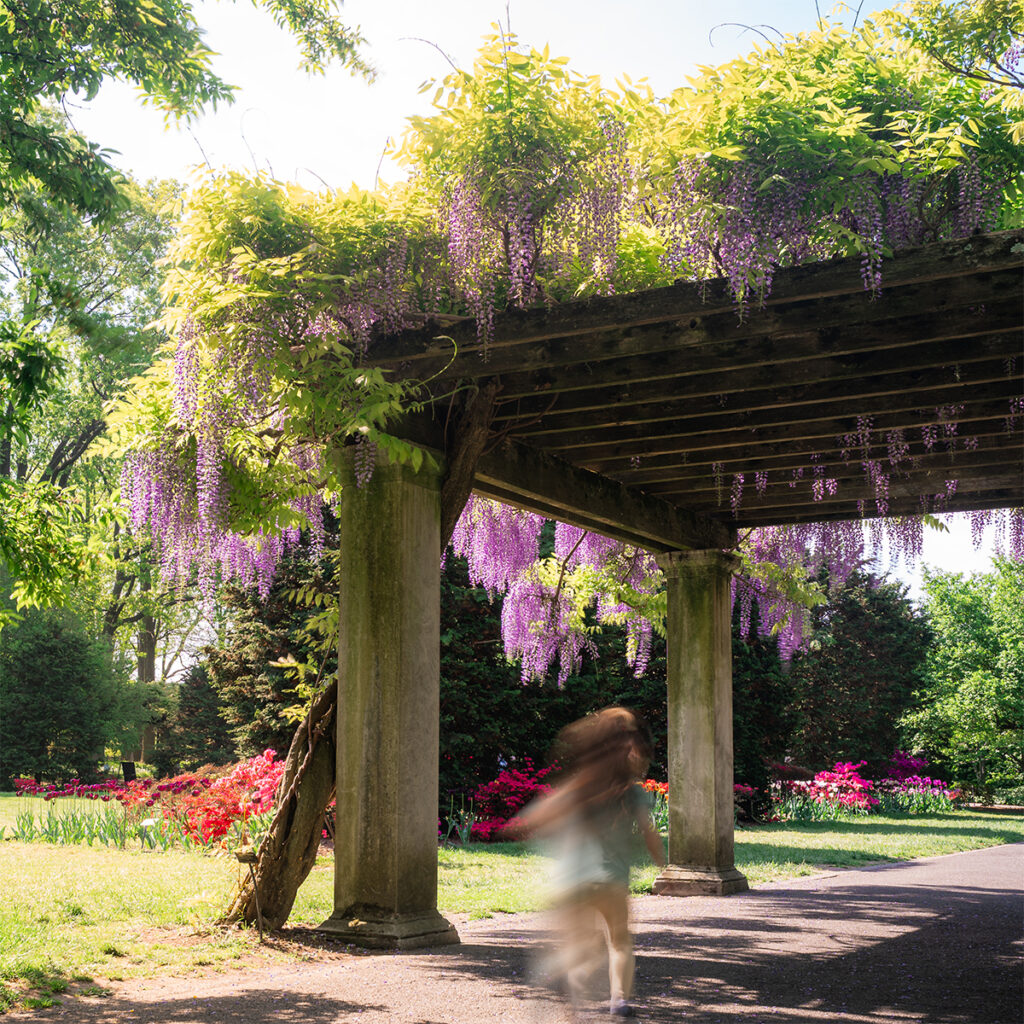 Motion blur of a child running towards wisteria in NYC under a pergola.