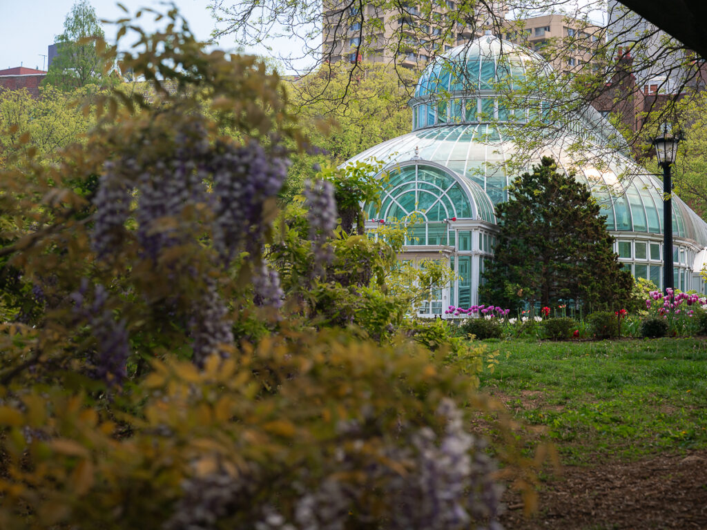 Brooklyn Botanic Garden has numerous locations to find wisteria in NYC.