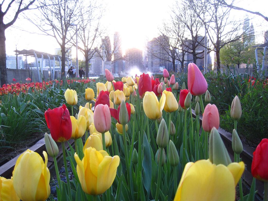 Colorful tulips photographed with a Canon point-and-shoot camera.