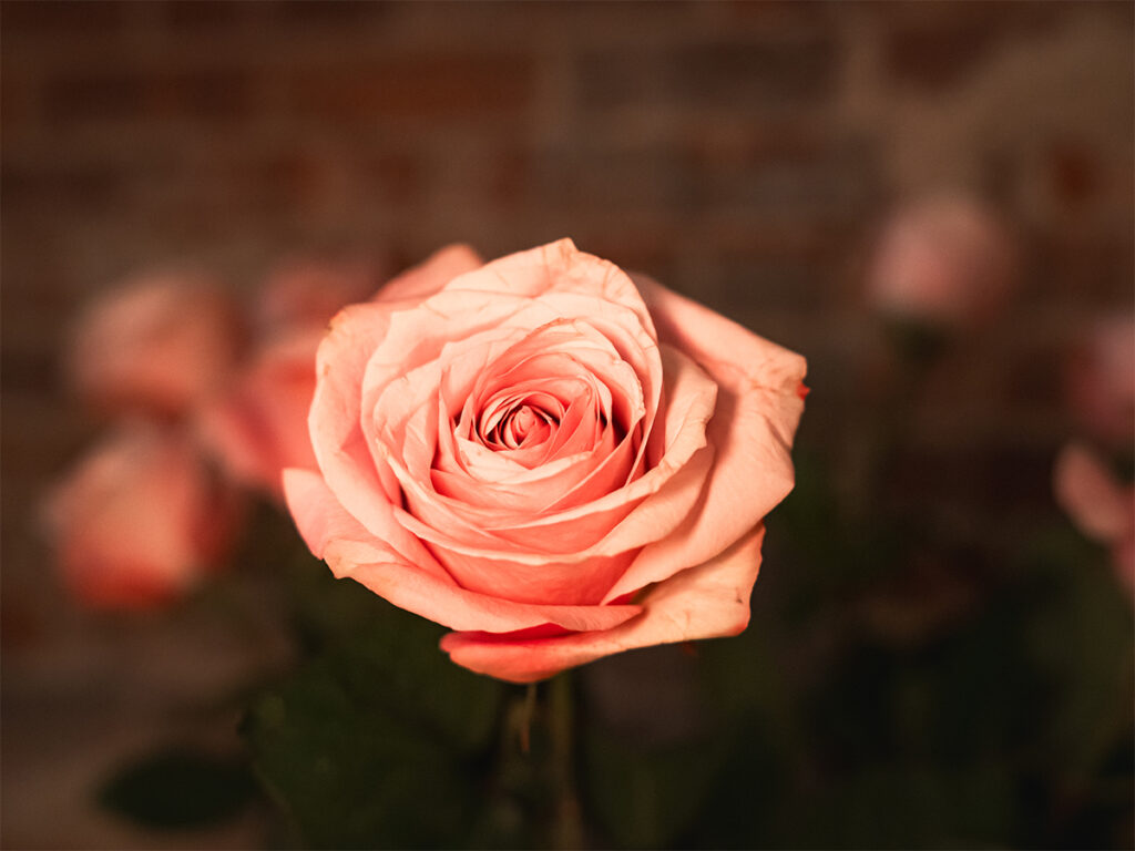 Detail shot of a singular pink rose.