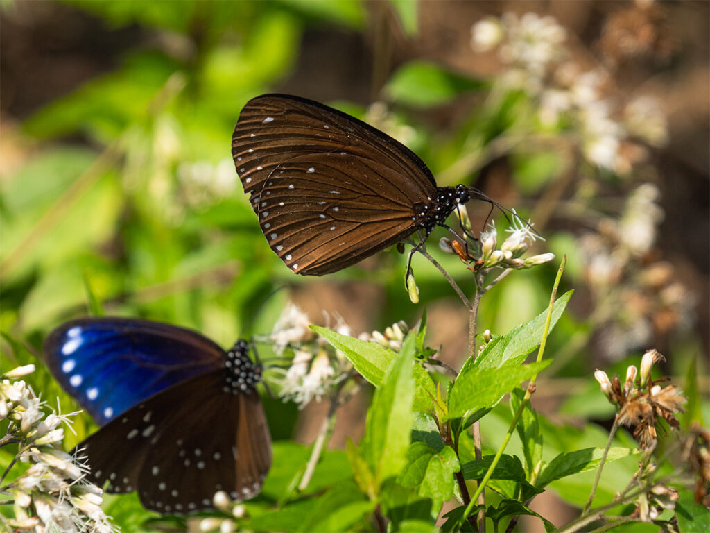 The Purple Crow Butterfly migrates through Maolin National Scenic Area.