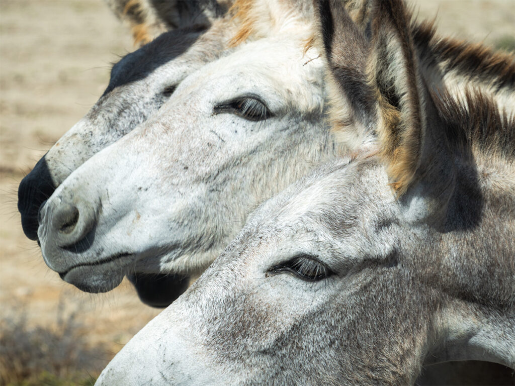 Wild donkey's can be found at Donkey Sanctuary Bonaire, just outside Kralendijk.