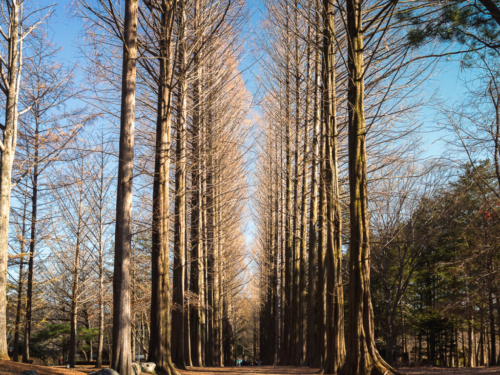 The Instagram famous trees at Nami Island. It is worth a day trip if there's time for first time visitors.