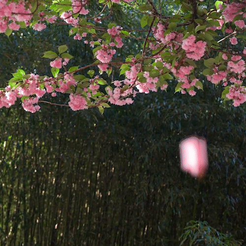 How to make a cinemagraph in Photoshop of cherry blossoms falling.