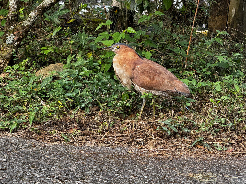 A Malayan Night Heron foraging in the undergrowth along a trail in Xitou Nature Education Area.