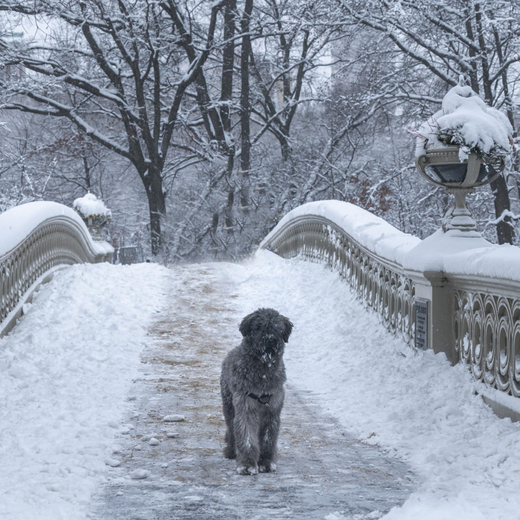A dog poses on the Bow Bridge which is a popular Central Park photo spot.