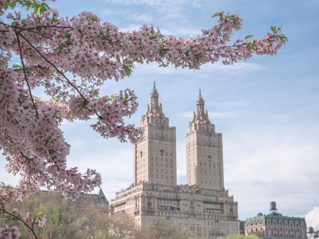 The best Central Park photo spots are everywhere when the cherry blossoms bloom in April.