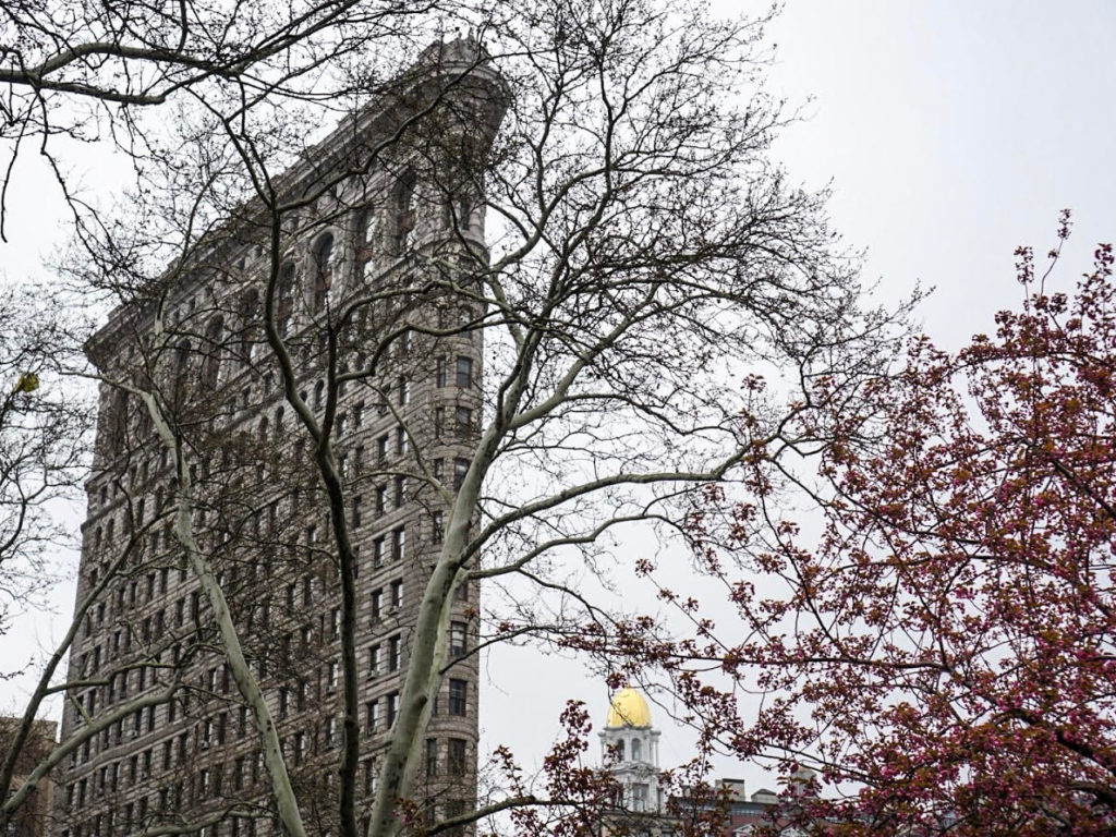 One of the best places to see cherry blossoms in NYC is in the Flatiron District near the Flatiron building.