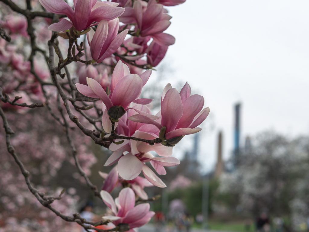 Magnolias are the first to bloom in New York City.