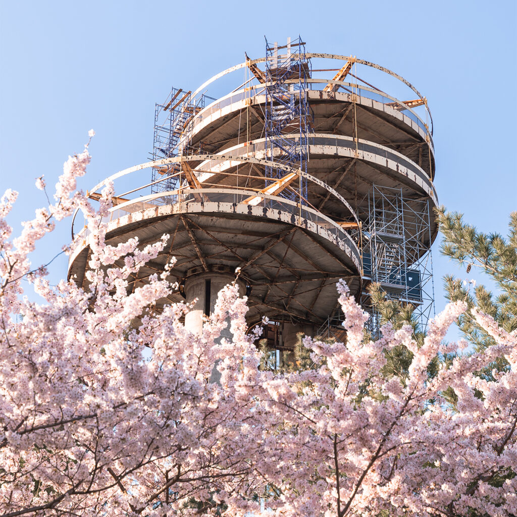 The NY State Pavilion in Flushing Meadows Corona Park is one of the best places to see Yoshino cherry blossoms in NYC.