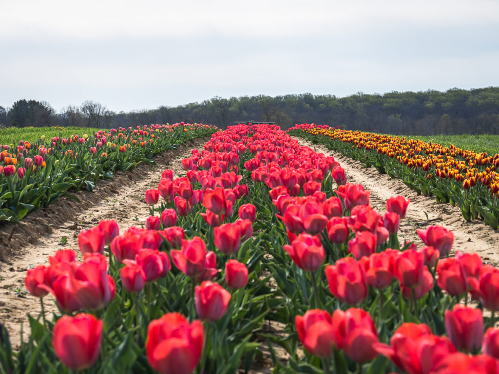 Rows and rows of colorful tulips at Holland Ridge Farms, a tulip farm in NJ.