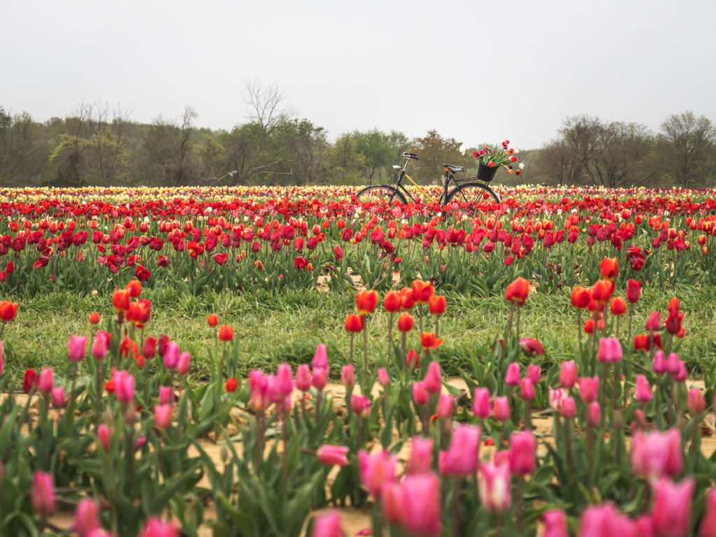 A bicycle is surrounded by tulips in a NJ tulip field.