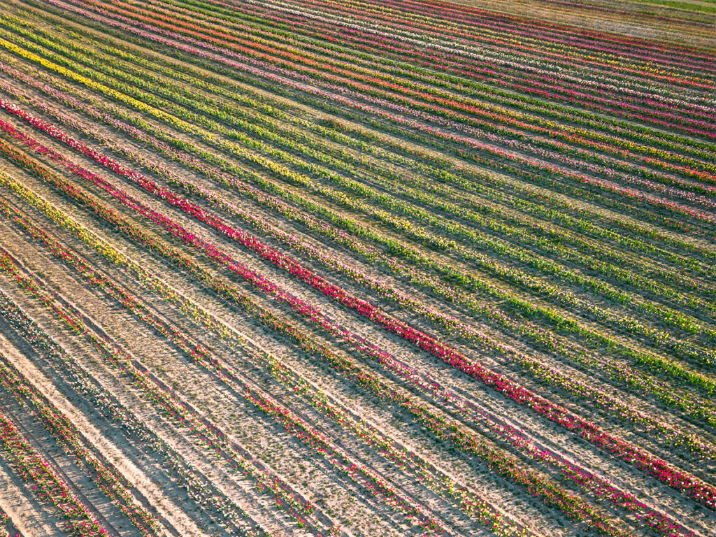Rows of tulip fields can be found at the Waterdrinker family farm in Long Island outside of NYC.