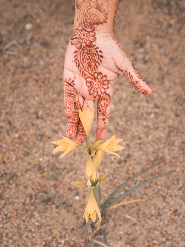 Hand decorated in henna holds a yellow wildflower that popped up in the Atacama Desert, the driest place on earth.