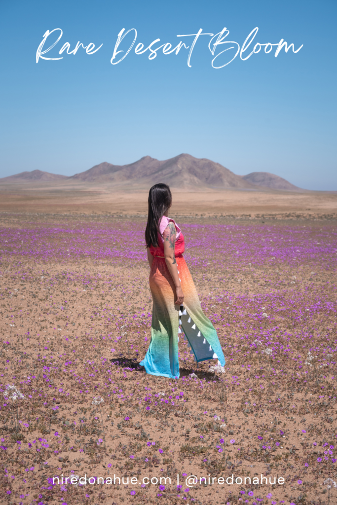 Pinterest pin for Chile's Atacama rare desert bloom, el desierto florido.