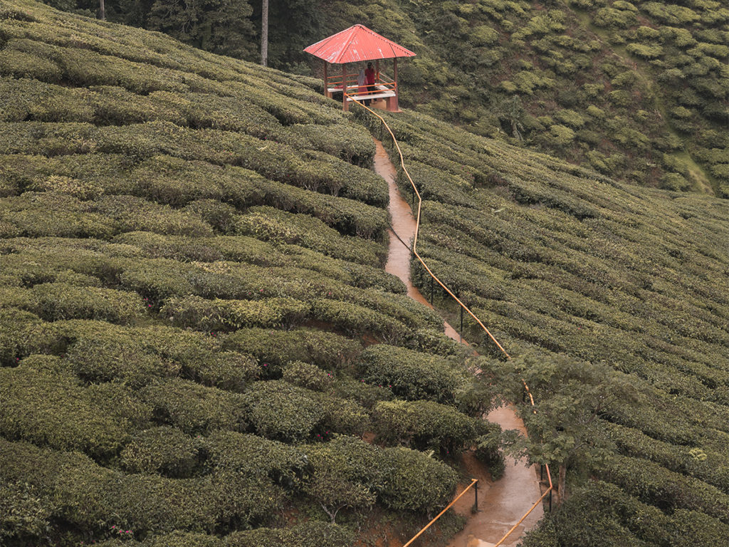 Cameron Highlands are up in the mountains of Perak and have cooler temperatures which make it a nice reprieve from the heat and humidity during a Malaysia 2 week itinerary.