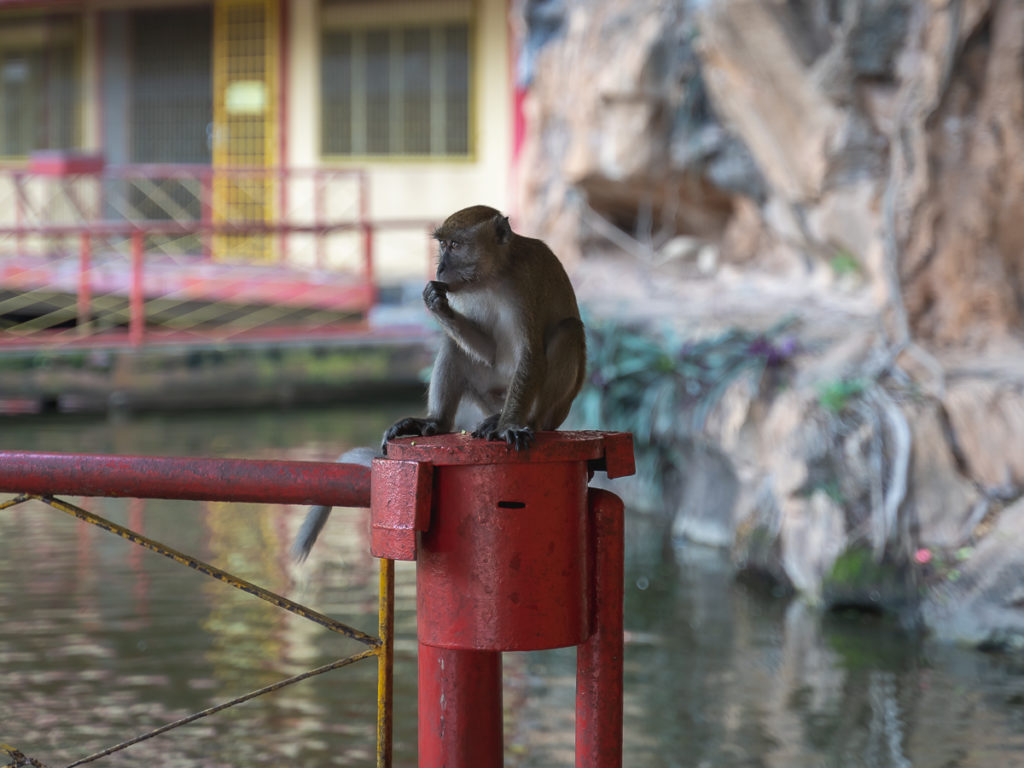 Wild monkeys can be seen everywhere around Malaysia.