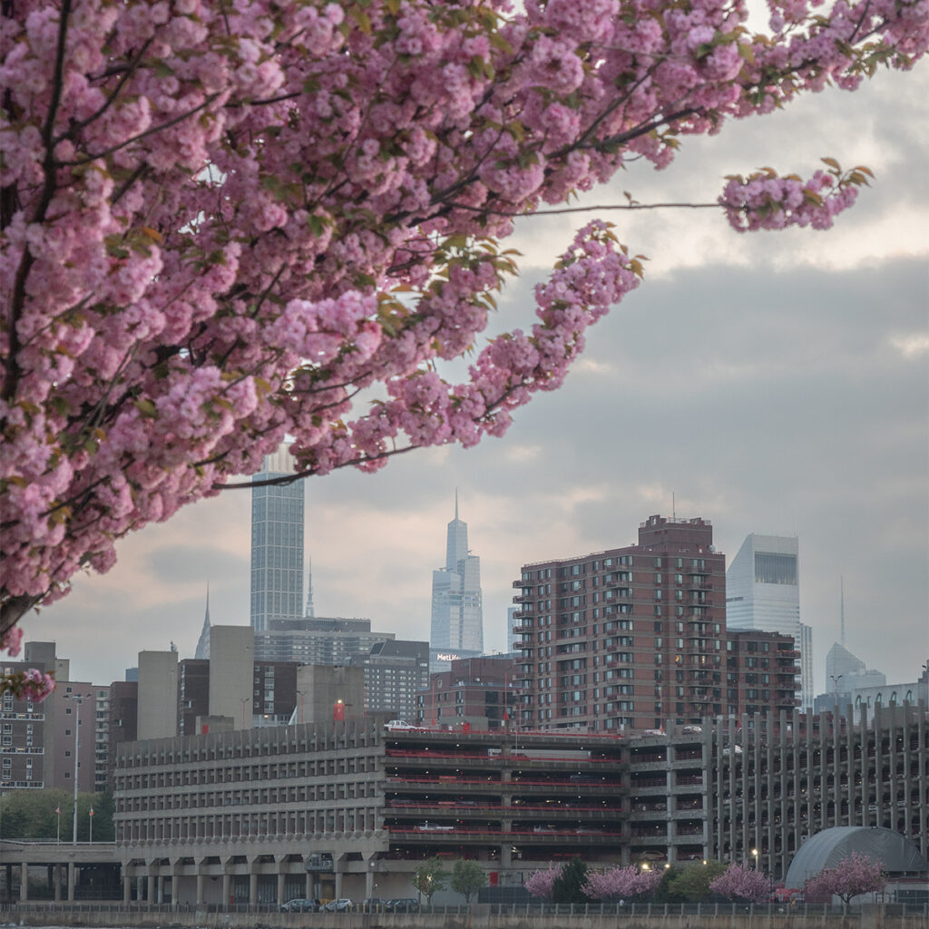 Rainey Park is a hidden gem in Astoria, Queens to see kwanzan cherry blossoms in NYC.