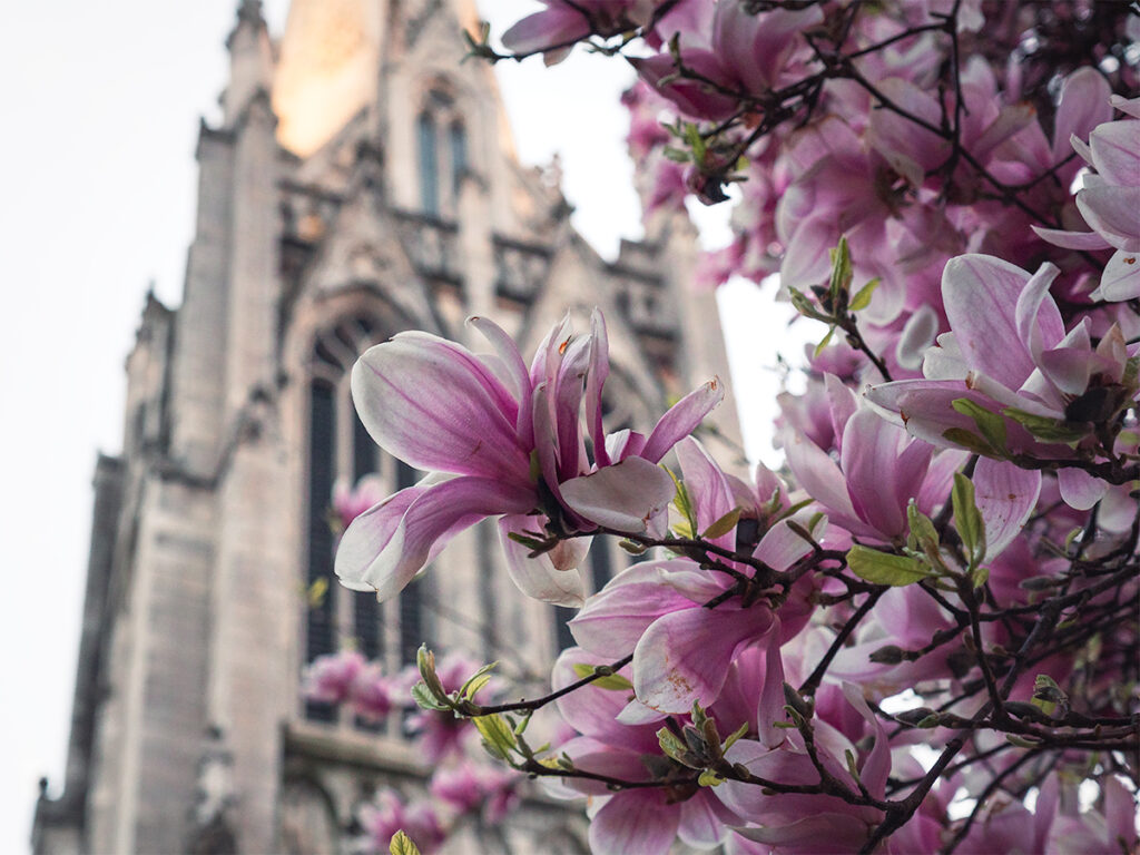 Stop by Grace Church in East Village to see beautiful magnolia's in NYC.