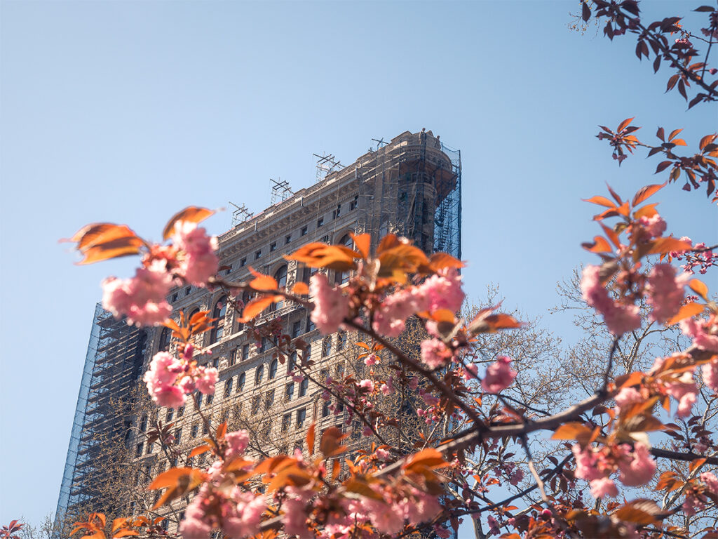 Madison Square Park is a great place to see cherry blossoms in NYC with the Flatiron Building.