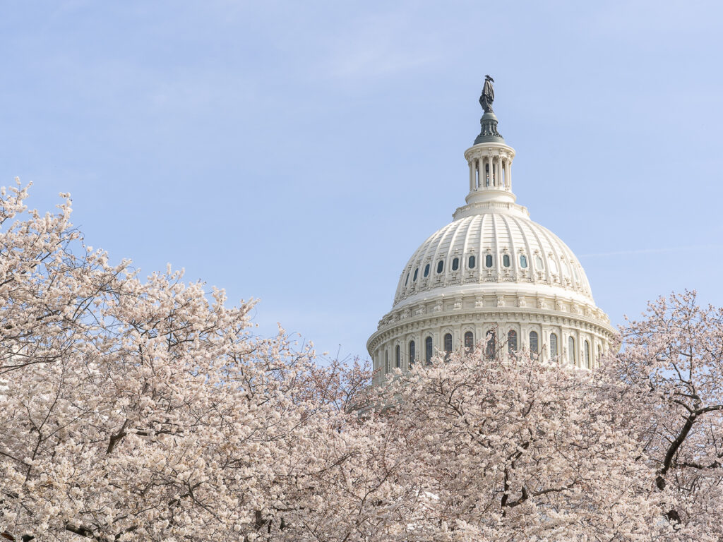 The top of the Capitol Building framed by Yoshino cherry blossoms at peak bloom.