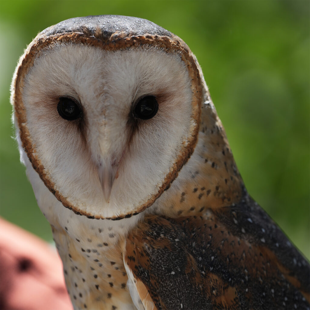 Portrait of a barn owl taken with the newly released Sony a7C II and 100-400mm lens at Sony Kando Trip.