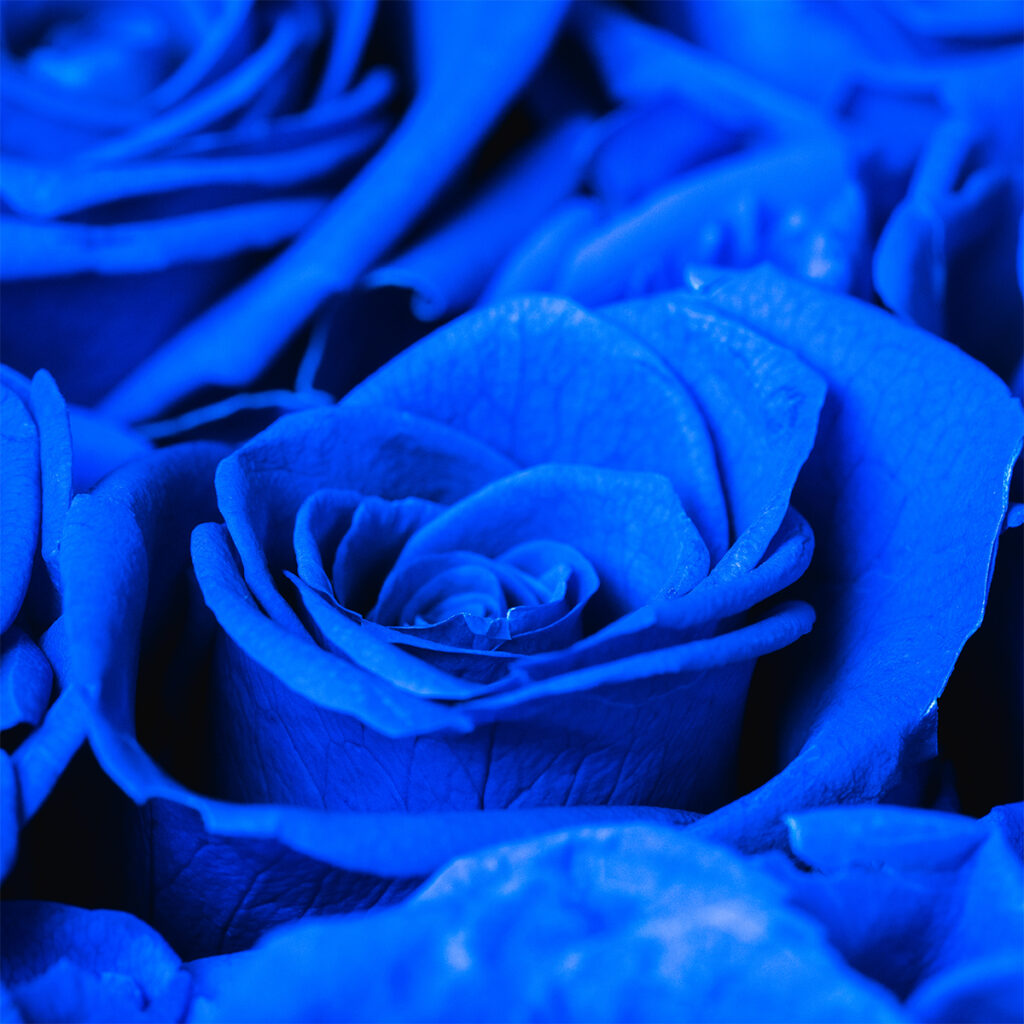 Macro close up of blue forever roses taken with a Sony 90mm lens in a home photography studio.