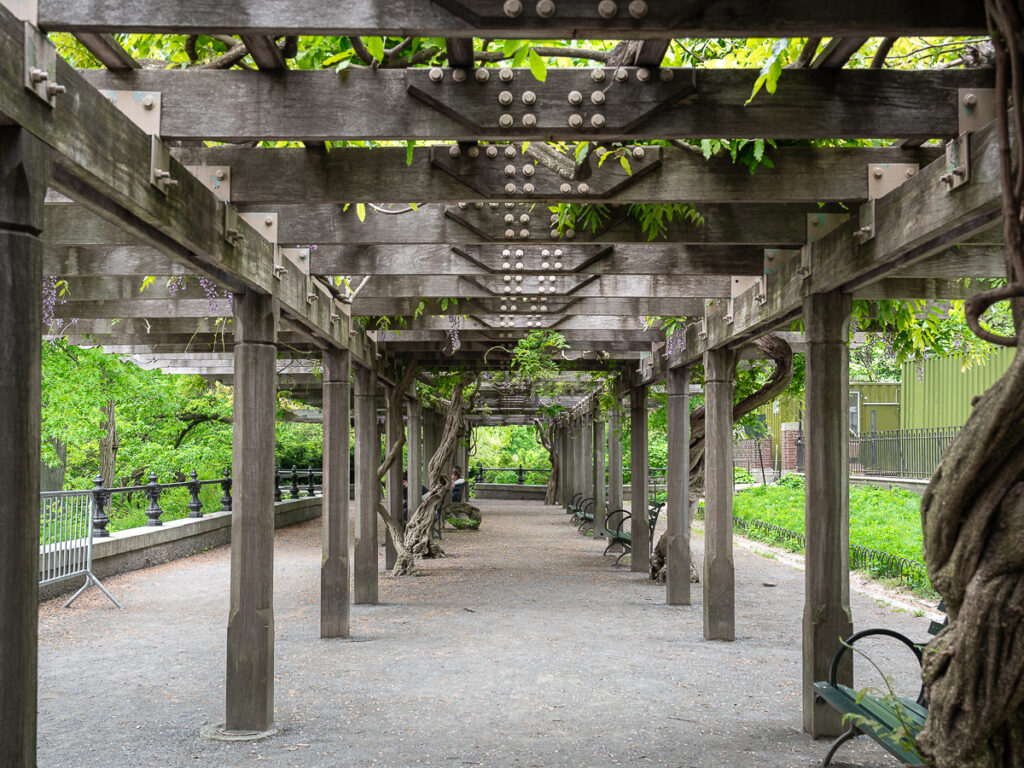 Central Park's Wisteria Pergola At The Mall is a well known spot to find wisteria in nyc.