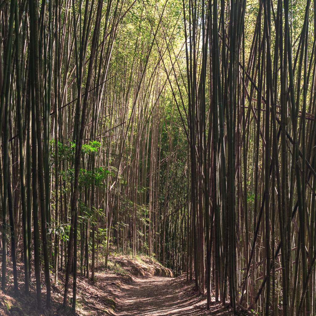 Tall bamboo line the hiking path in Smangus.