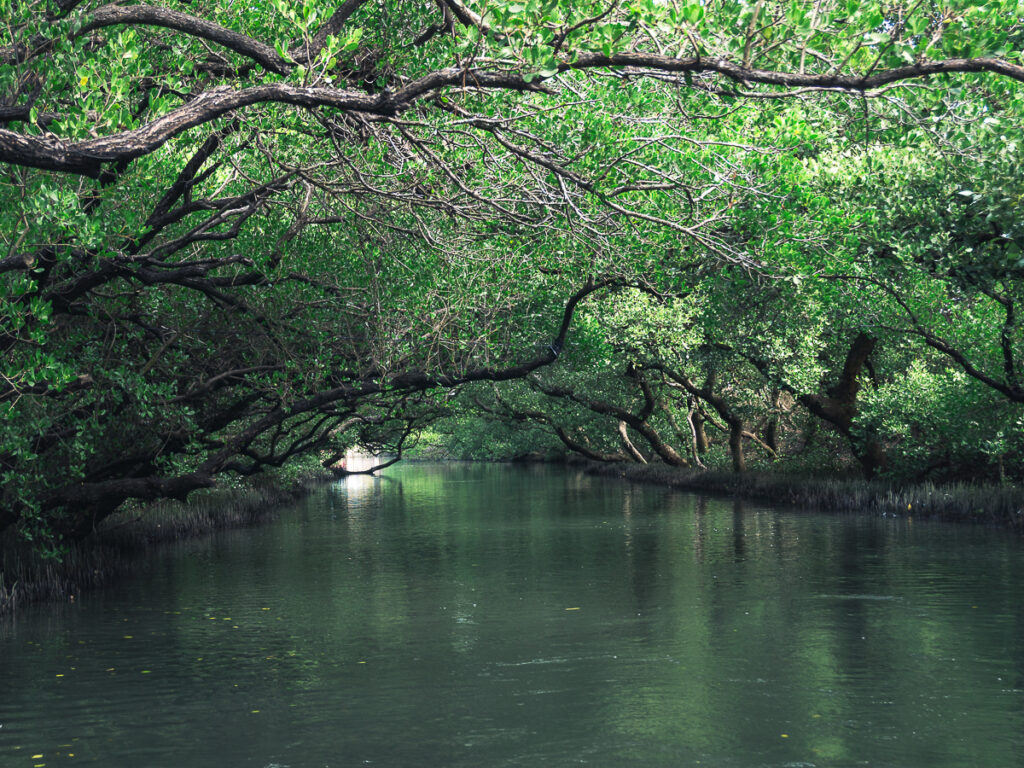 Cruising along the mangroves of the Sicao Green Tunnel is a must do during a Tainan 3 day itinerary.